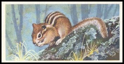 16 Siberian Chipmunk